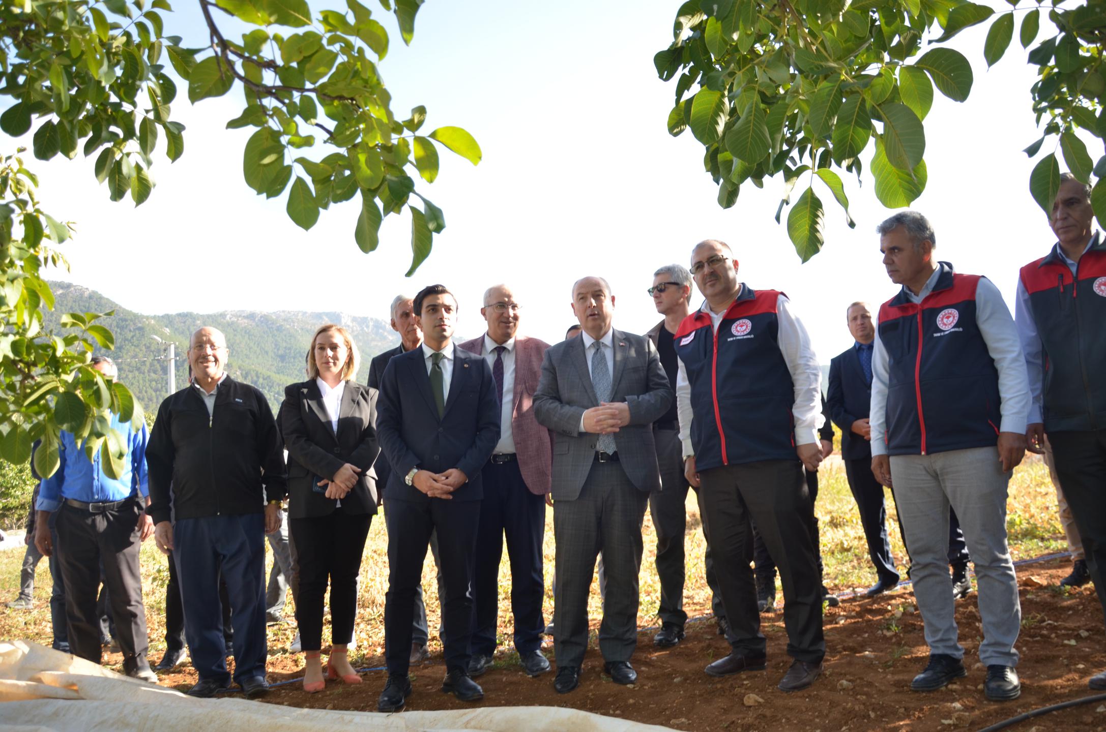 Denizli’de Ceviz Hasadı Başladı Üretimde %46 Artış Bekleniyor2