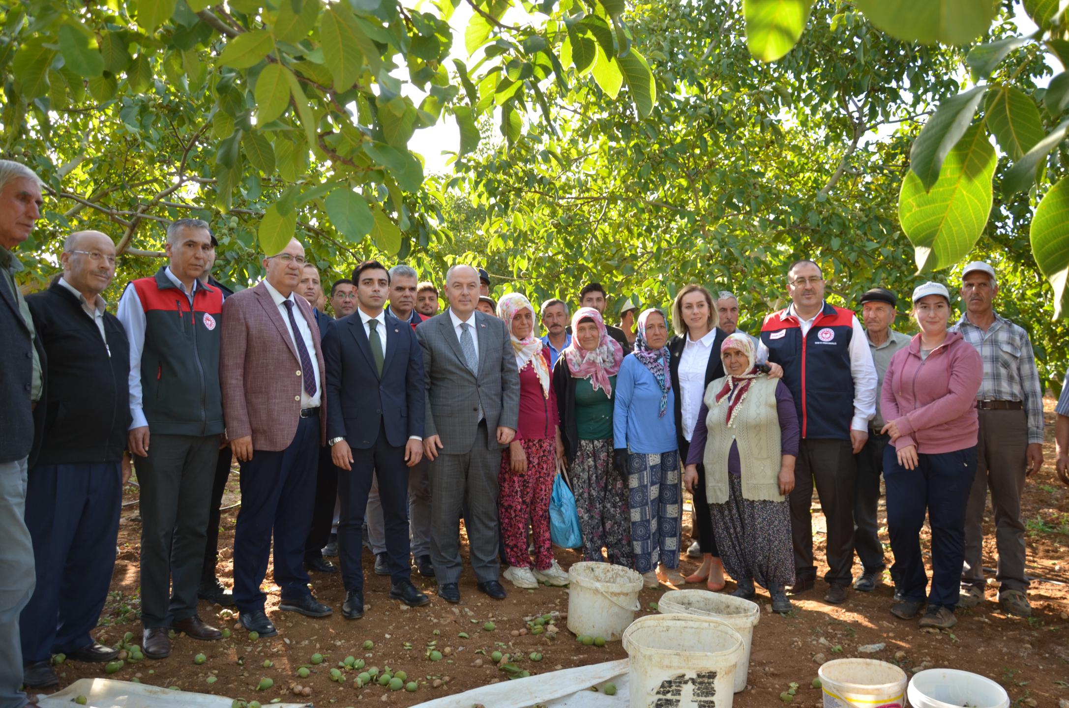 Denizli’de Ceviz Hasadı Başladı Üretimde %46 Artış Bekleniyor4