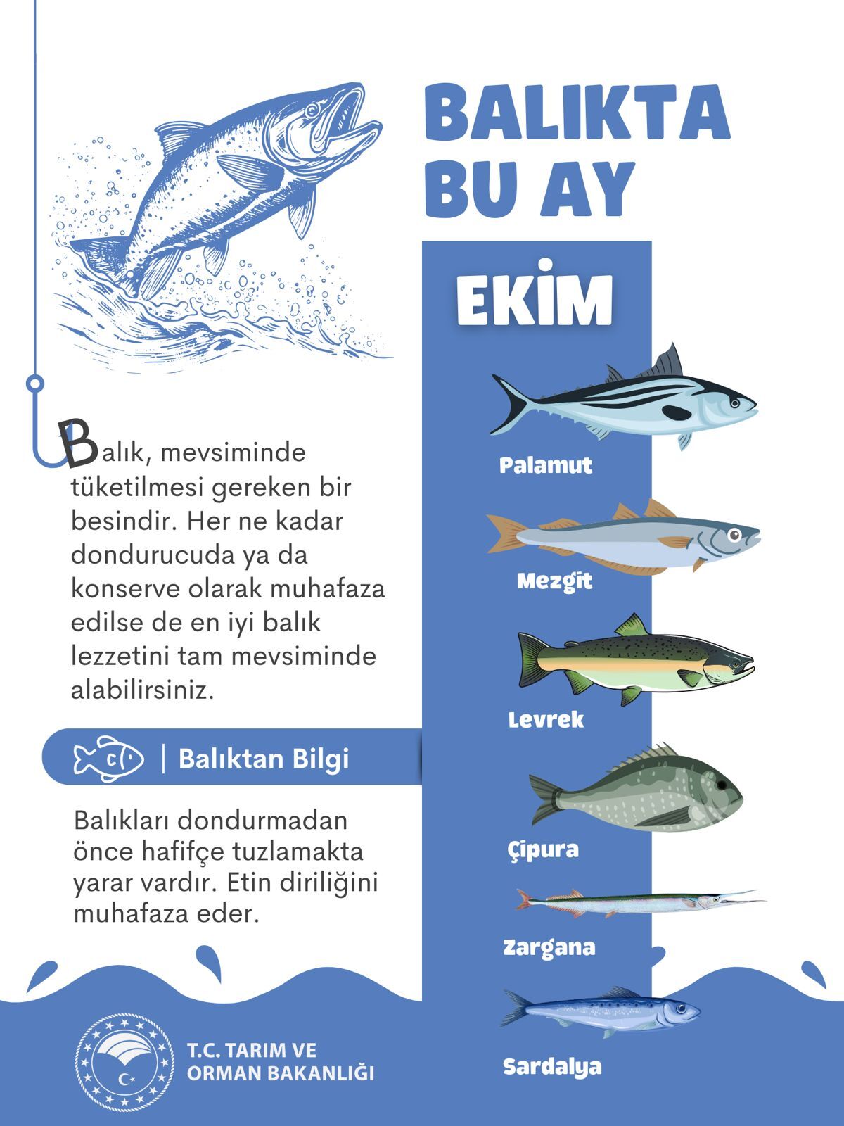 Ekim Ayı Balıkları