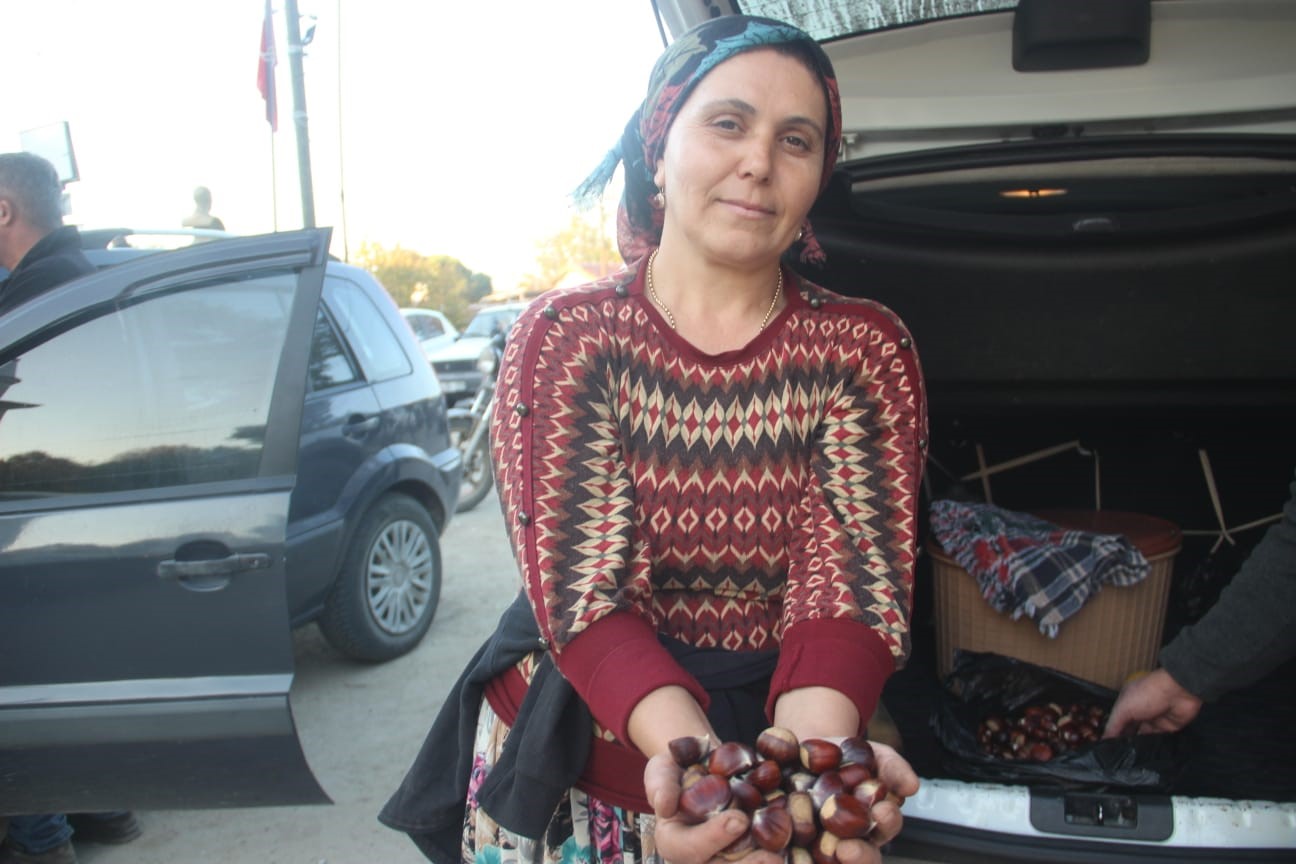 Kaz Dağları'nda Kestane Sezonu Başladı