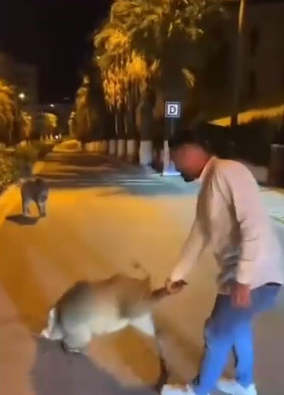 Kuşadası'nda Akılalmaz Görüntüler Şehre Inen Domuz Ile Resmen Alay Ettiler-1