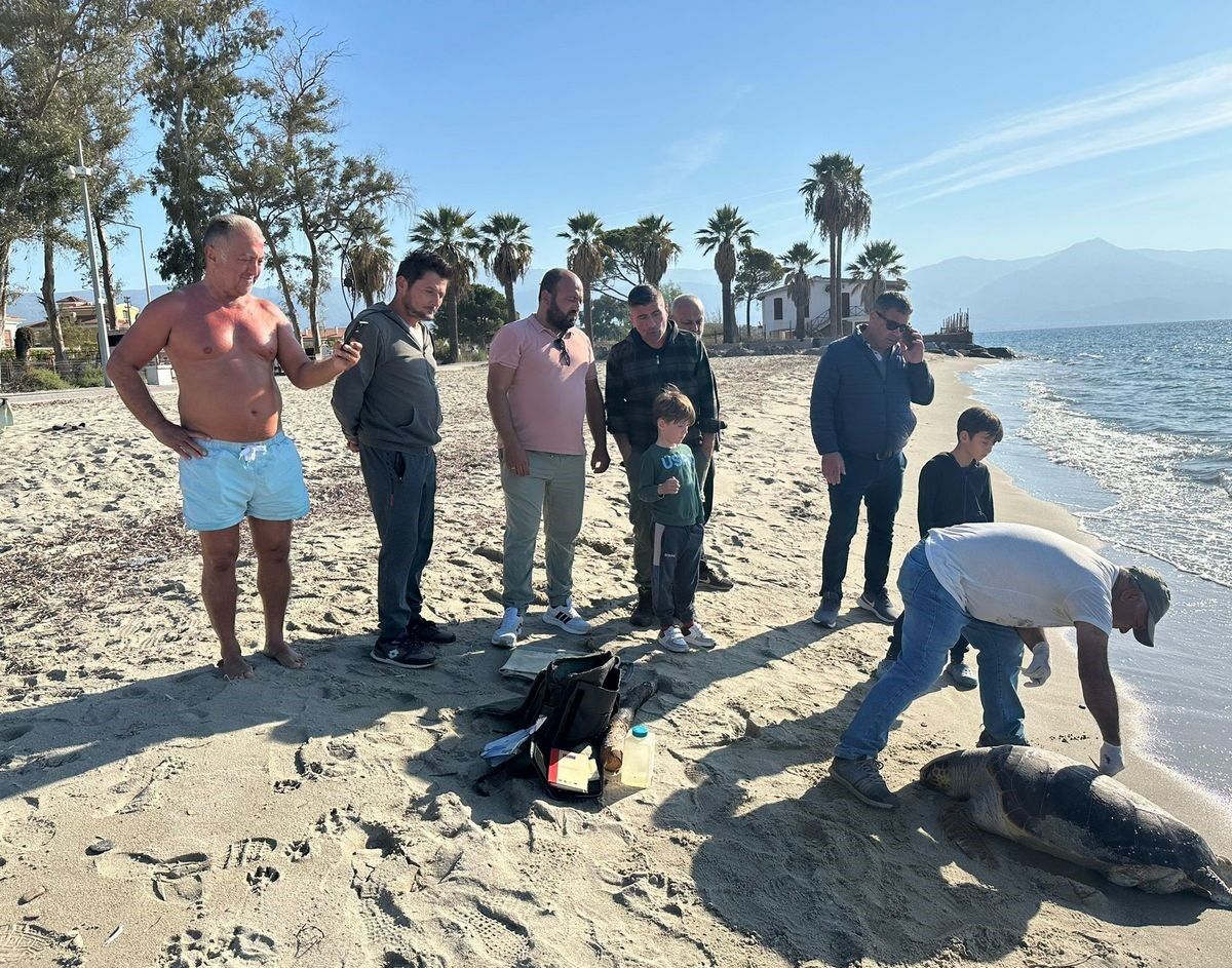 Kuşadası’nda Deniz Kaplumbağaları Ölüm Ve Avcılık Krizi (1)