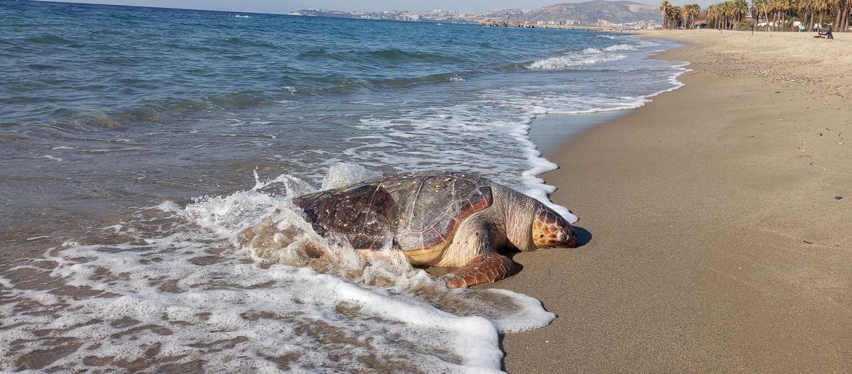Kuşadası’nda Deniz Kaplumbağaları Ölüm Ve Avcılık Krizi (2)