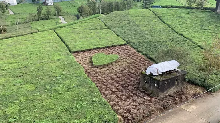 Rize Çay Kalp2
