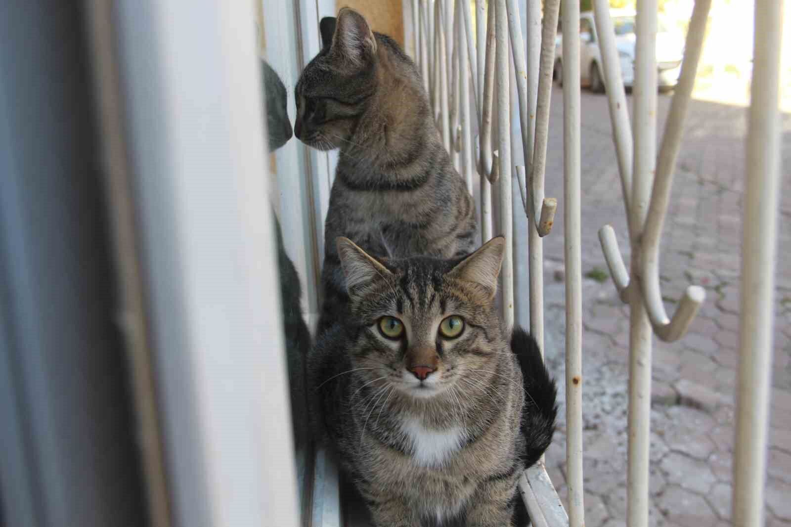Sivas'ta Kedi Beslediği Için Öldürülen Adamın Ailesi Ikinci Acıyı Yaşadı 1