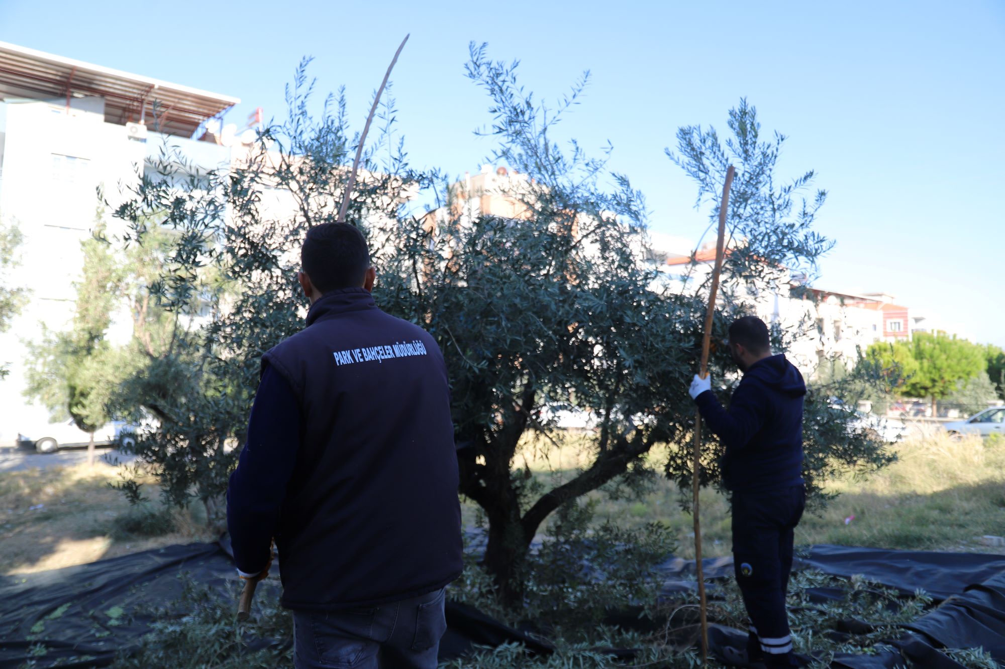 Turgutlu Belediyesi’nden Geleneksel Zeytin Hasadı (4)