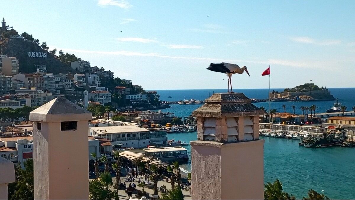 Yaralı Leylek Tedavi Edilip, Doğaya Salındı (2)