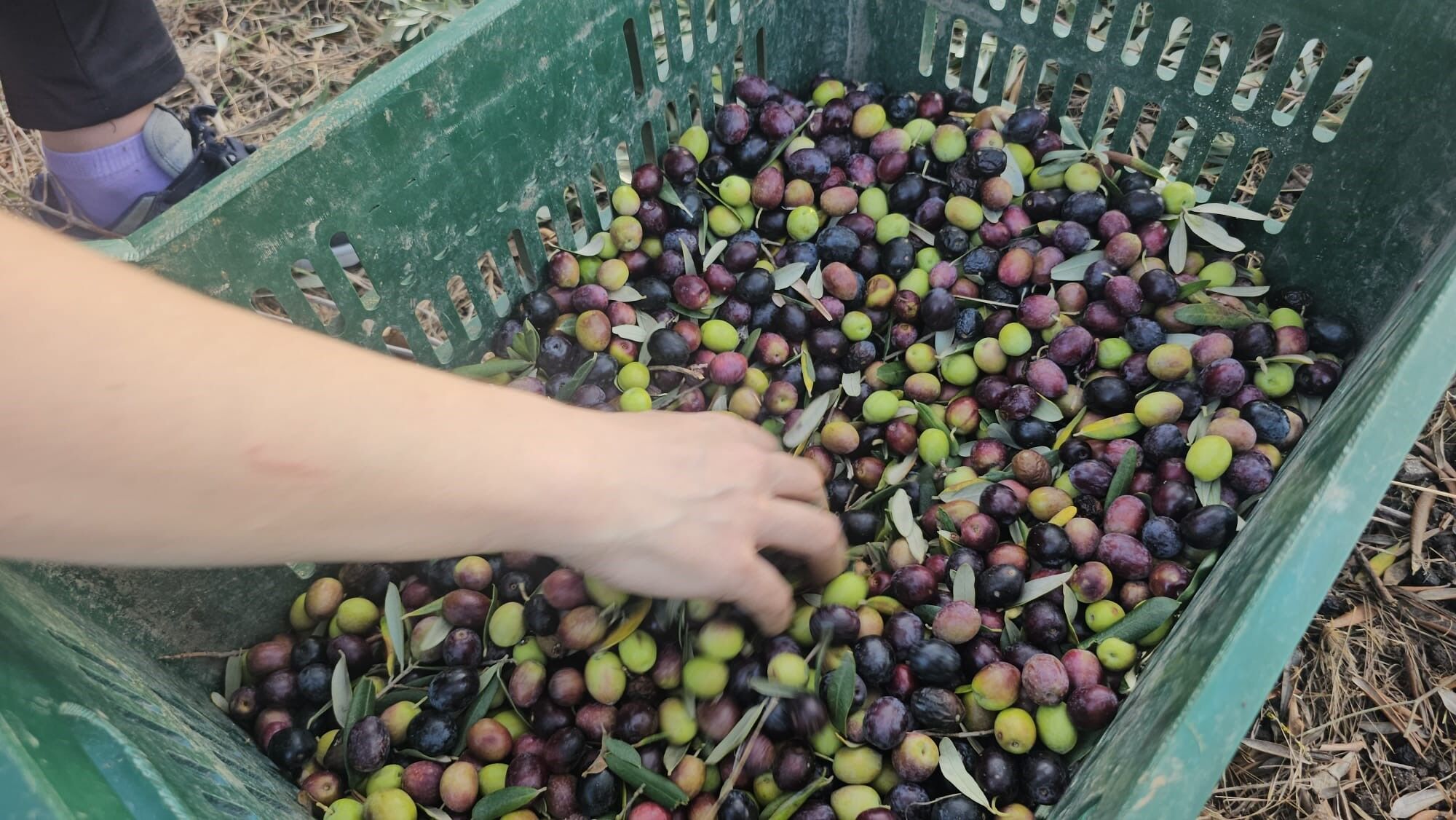 Güney Marmara’da Zeytin Hasadı Tüm Hızıyla Devam Ediyor