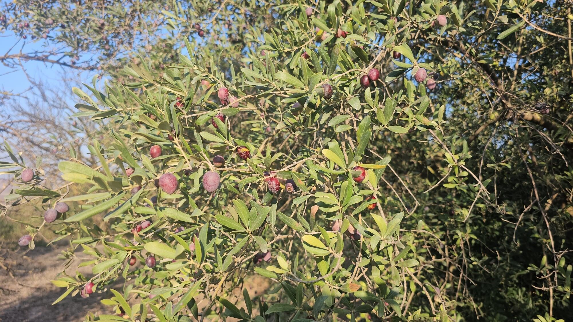 Güney Marmara’da Zeytin Hasadı Tüm Hızıyla Devam Ediyor1