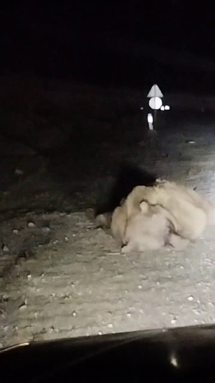 Otomobil Boz Ayıya Çarptı Araçta Büyük Hasa (1)