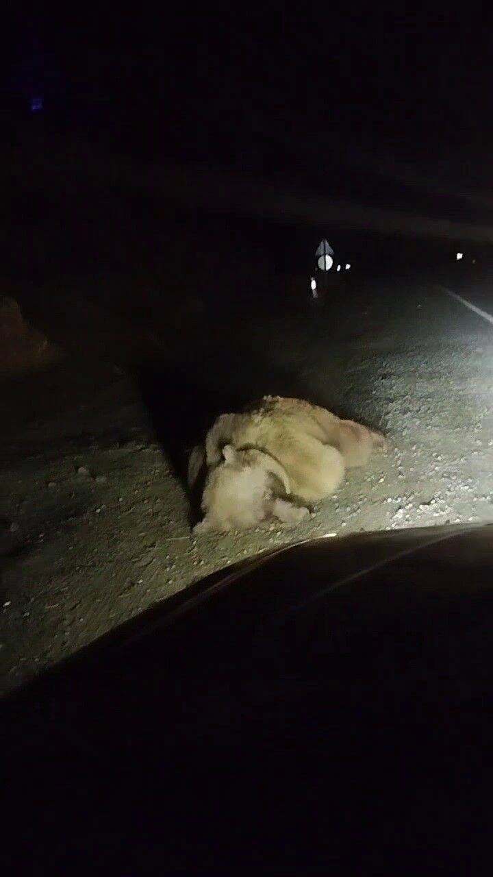 Otomobil Boz Ayıya Çarptı Araçta Büyük Hasa (2)