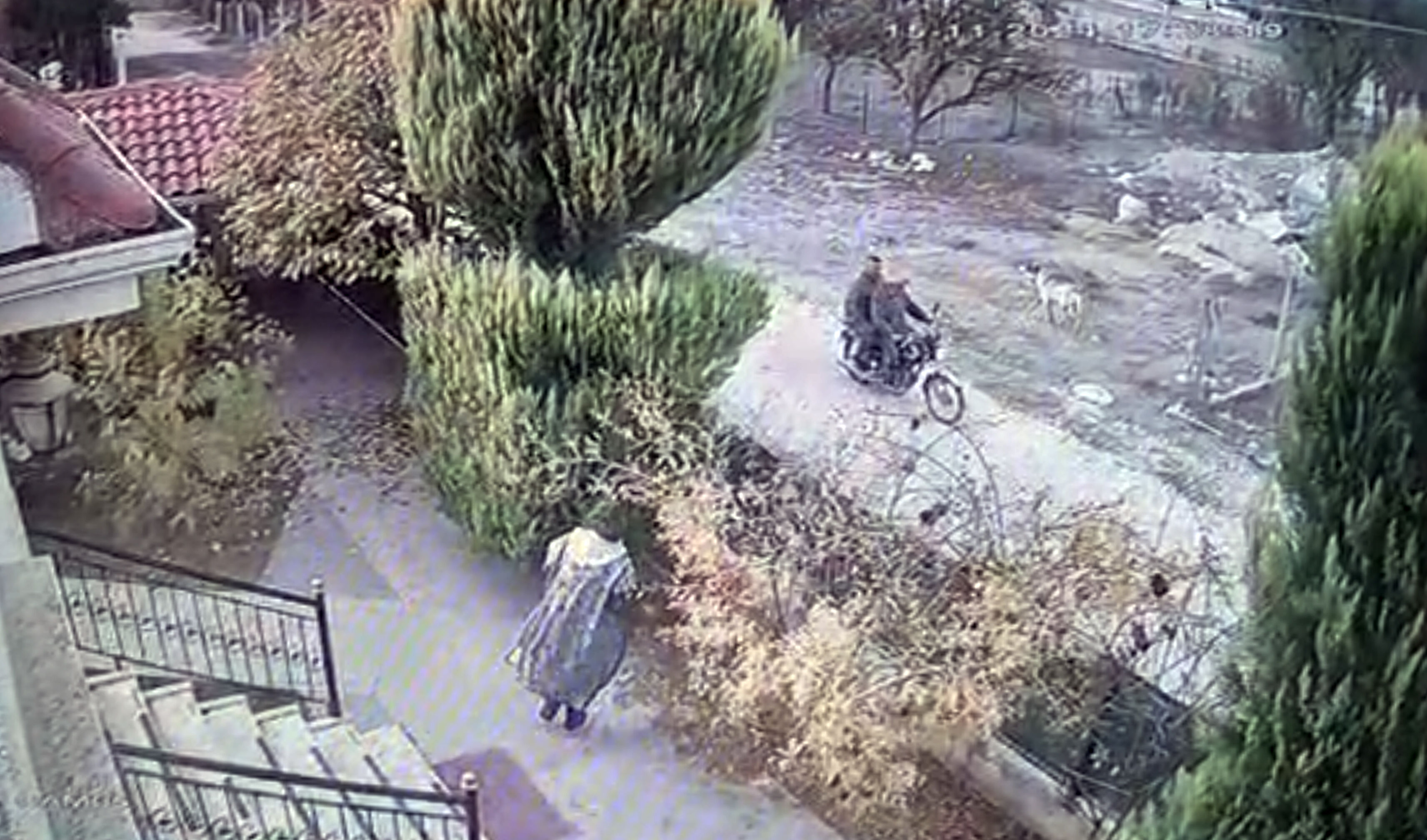 Antalya'da şok eden olay: Komşusunun köpeğini pompalı tüfekle katletti! 