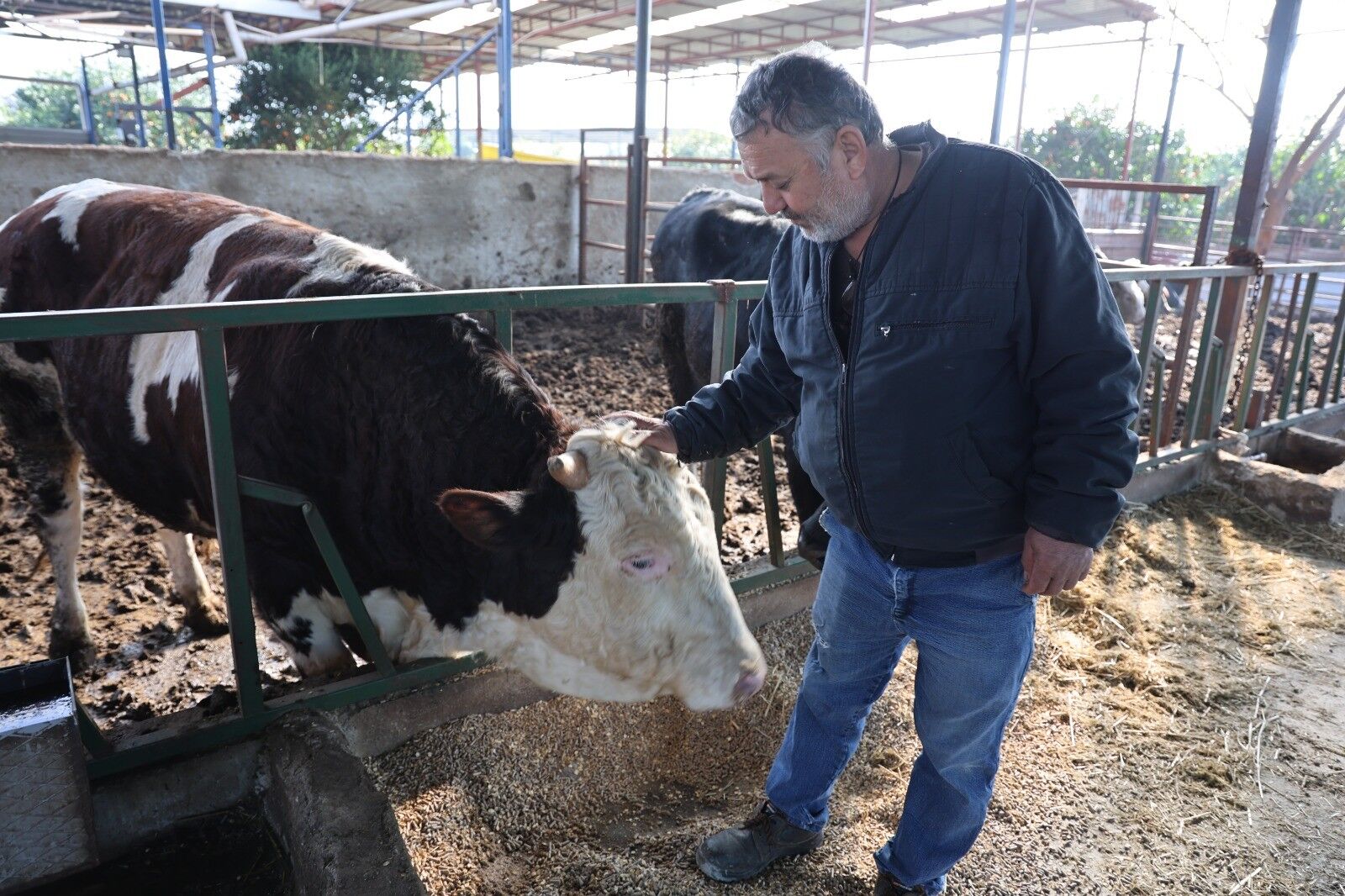 Aydın’da Öfkeli Boğa Besiciye Saldırdı (2)