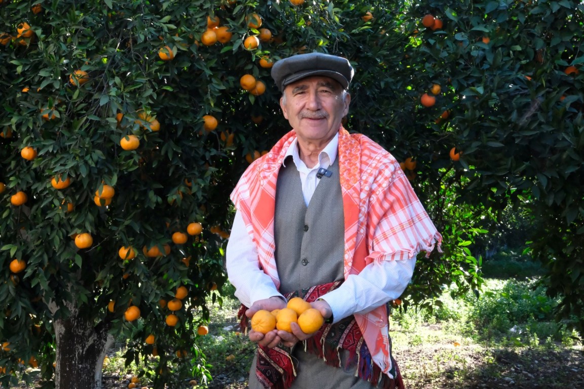 Bodrum Belediyesi’nden Mandalin Üreticisine Tam Destek (4)