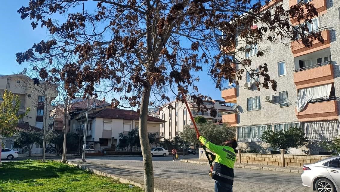 Didim’de Ağaçlara Kış Bakımları Yapıldı (2)