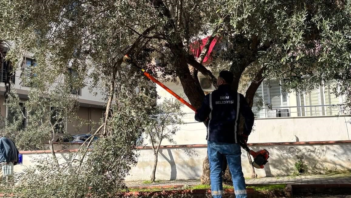 Didim’de Ağaçlara Kış Bakımları Yapıldı (3)