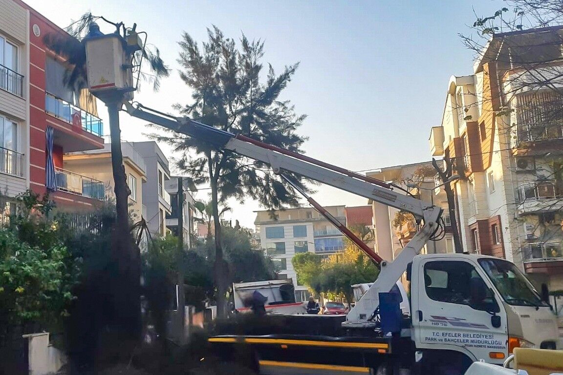 Efeler’de Ağaçlar Daha Sağlıklı Büyüyor! (2)