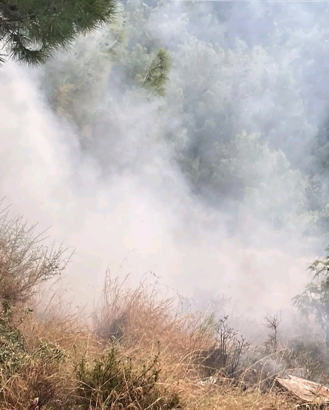 Hatay'da Ormanlık Alanda Yangın (1)