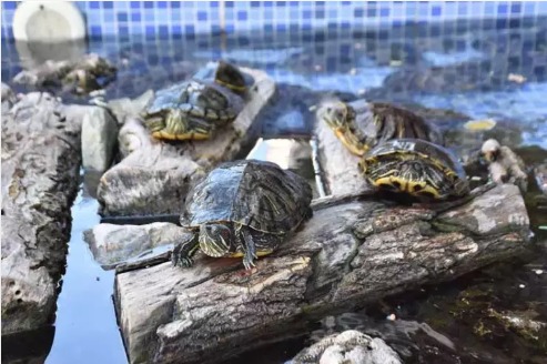 İzmir’in Kaplumbağalı Fotoğrafçısı Çakır, Çocukların Gözdesi Oldu (2)