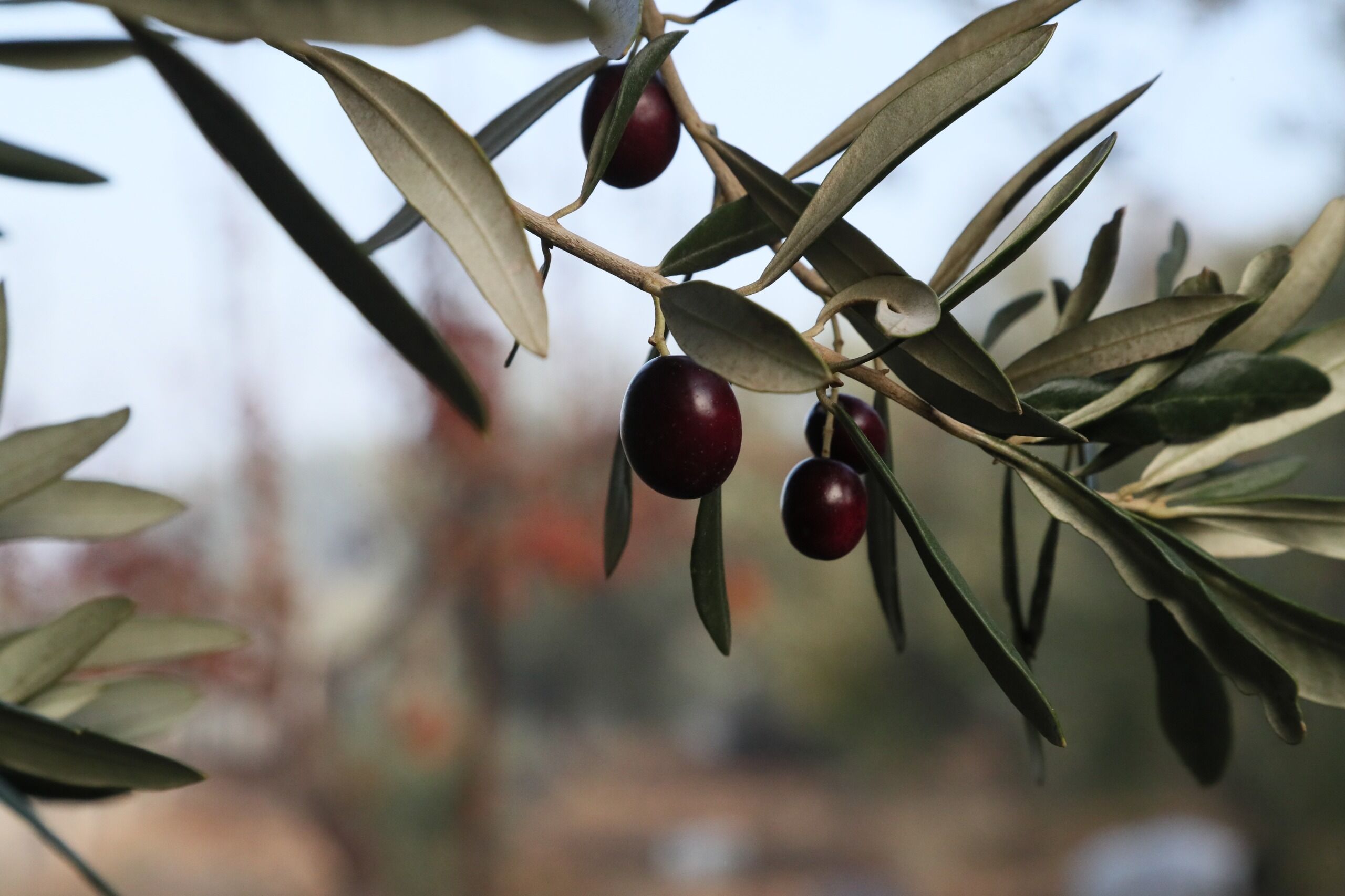 Zeytin Fotoğrafları (3)
