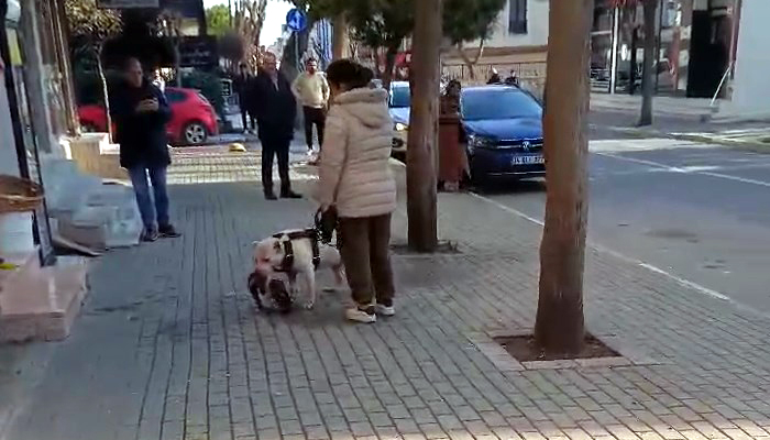 Avcılar'da Yasaklı Irk Köpek Sokak Kedisini Öldürdü (2)