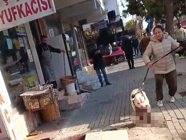 Avcılar'da Yasaklı Irk Köpek Sokak Kedisini Öldürdü (3)