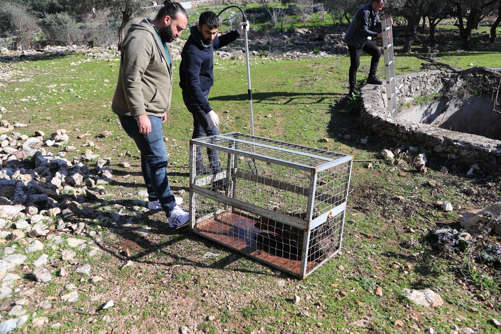 Bodrum Belediyesi, Sarnıca Düşen Tilkiyi Kurtardı (3)