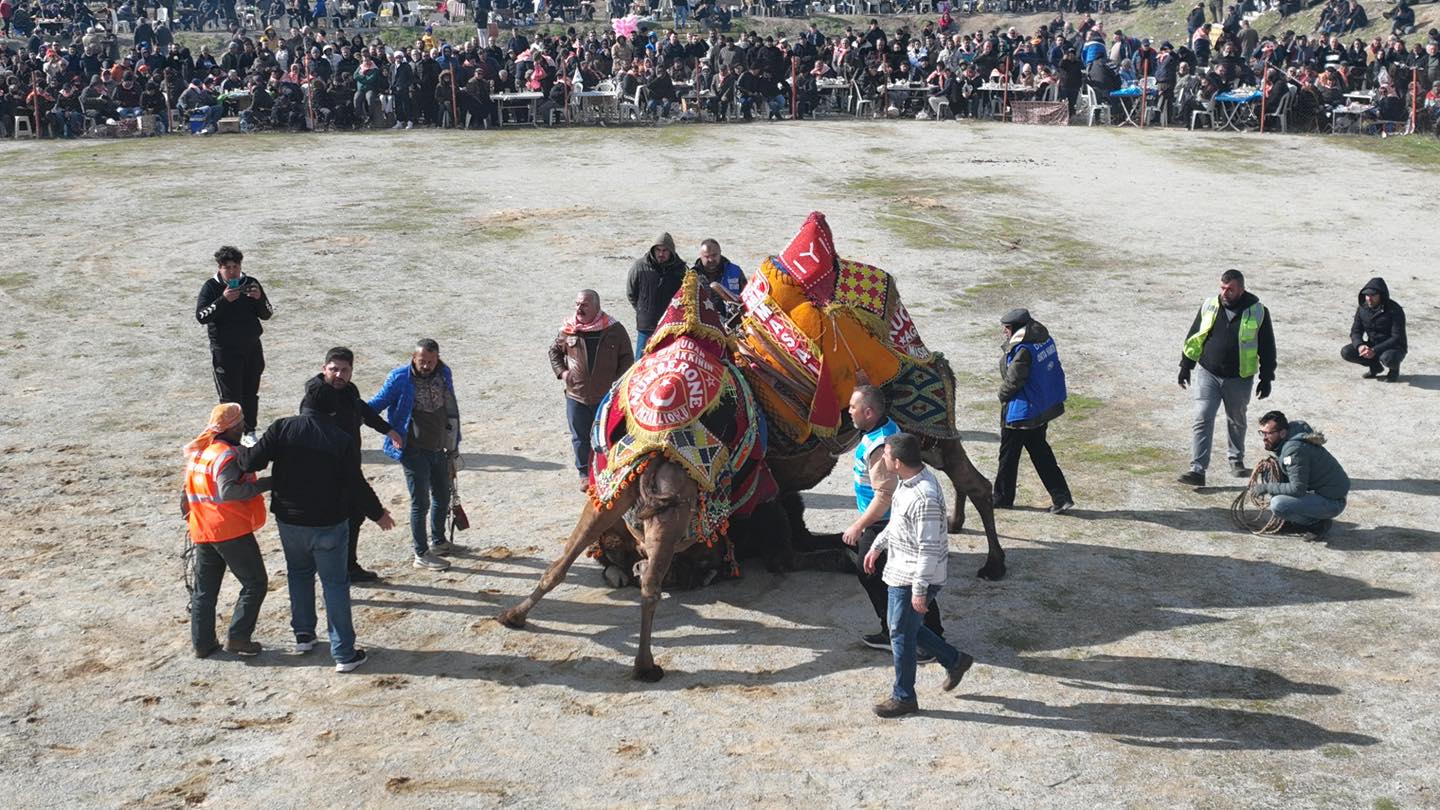 Burhaniye'de 20. Zeytin Ve Zeytinyağı Hasat Festivali Başlıyor