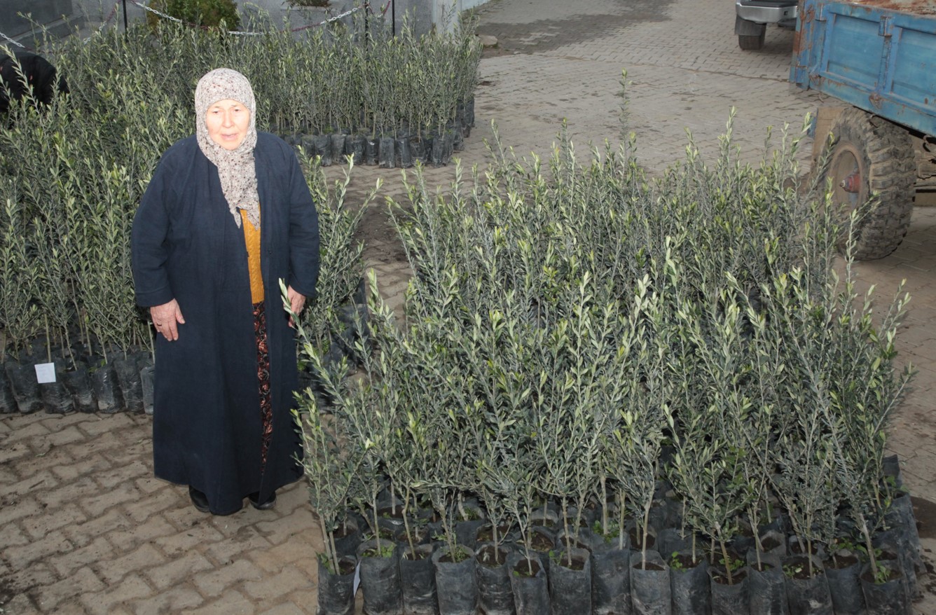 Eceabat'ta Çiftçilere 5 Bin Zeytin Fidanı Desteği (1)