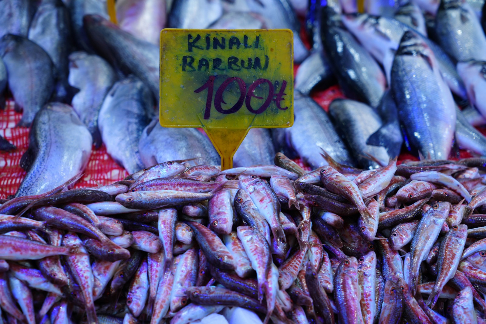 Karadeniz’de Mezgit Ve Istavrit Bolluğu Fiyatlar Düşüşte (3)