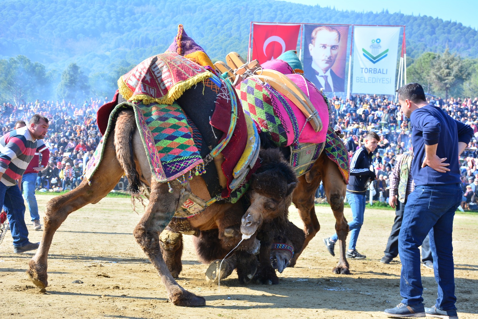 Torbalı’da Geleneksel Deve Güreşi Festivali Için Geri Sayım Başladı (2)