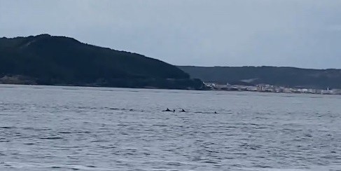 Çanakkale Boğazı’nda Yunusların Görsel Şöleni (2)