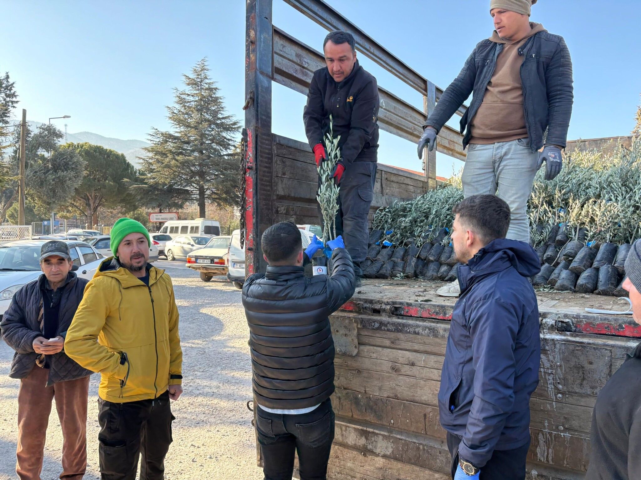 Denizli’de Çiftçilere 5 Bin 600 Zeytin Fidanı Desteği (2)