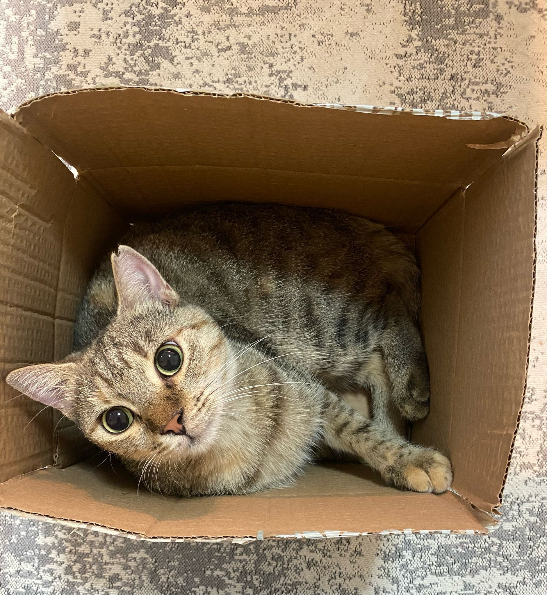 Kedi1 (2)-1