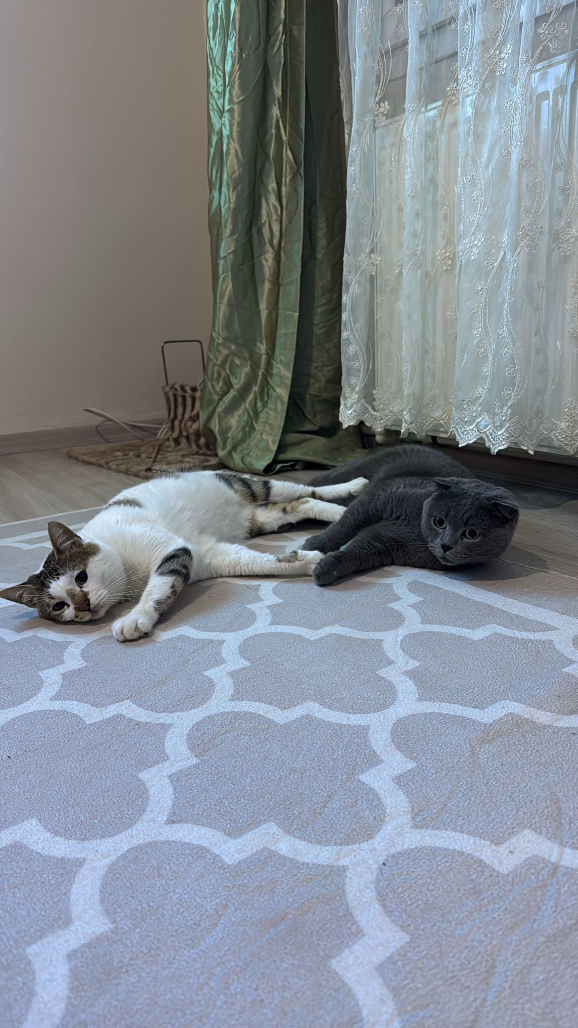 Kedi2,