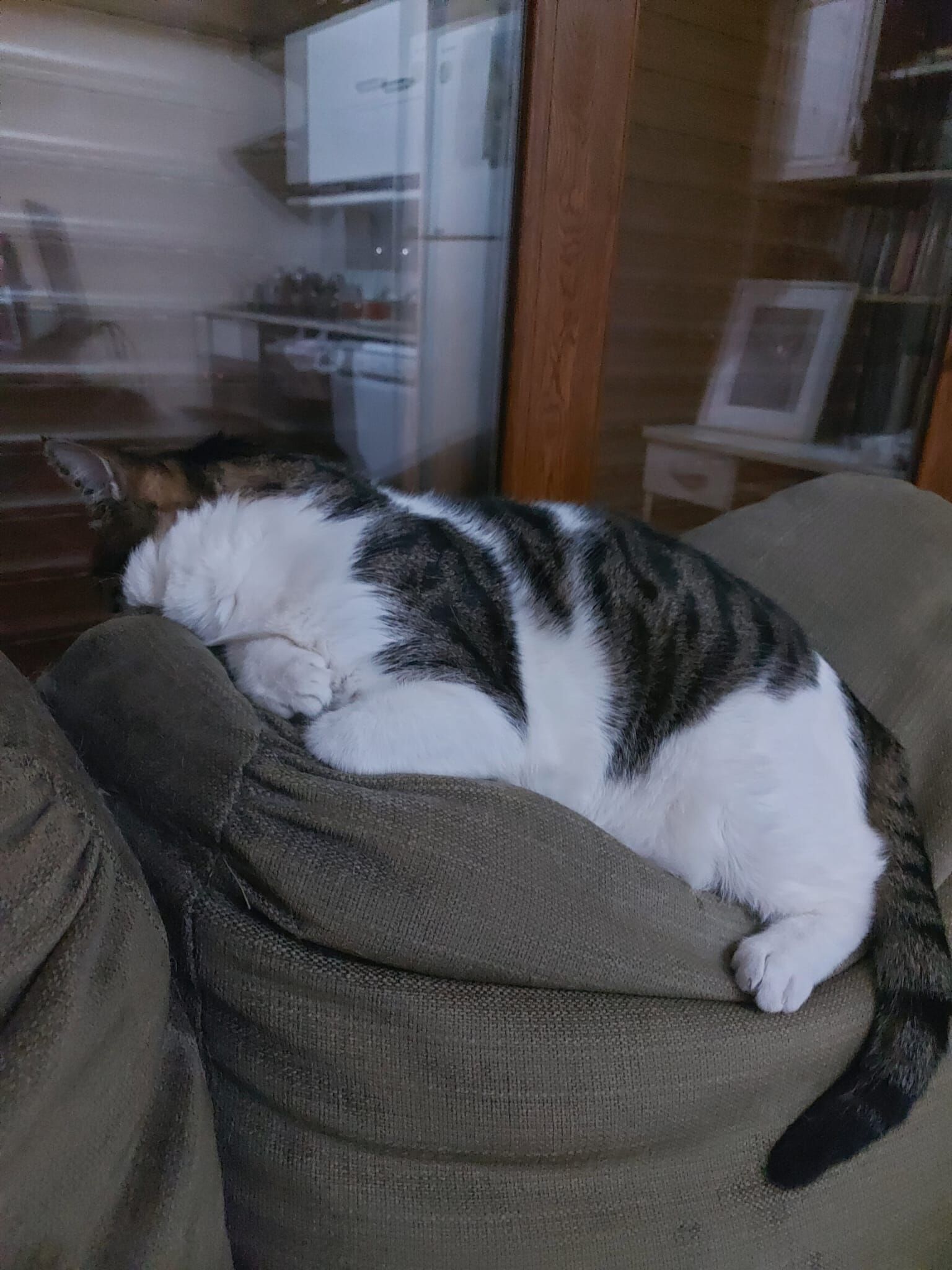Kedi3-3