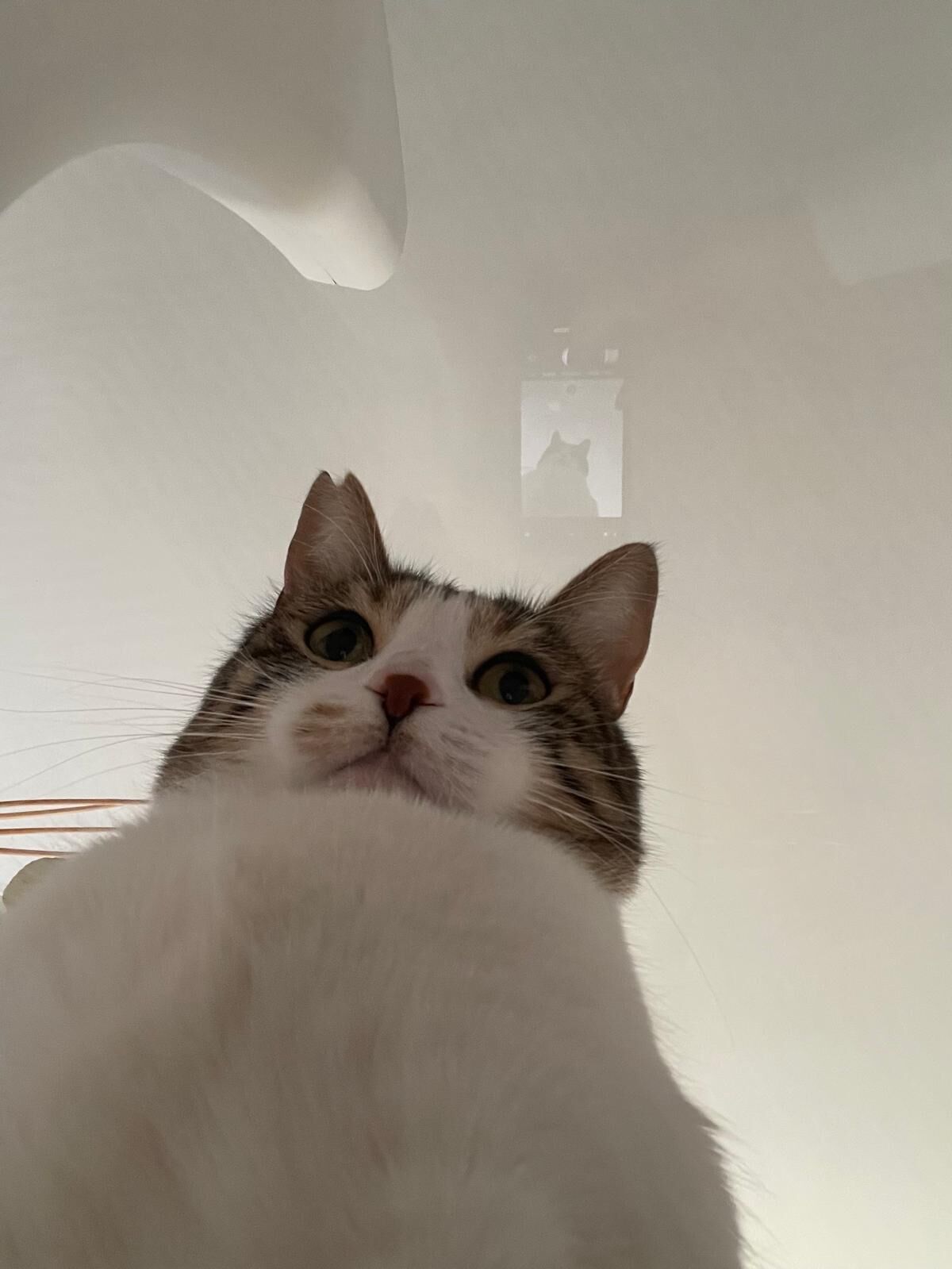 Kedi5-3
