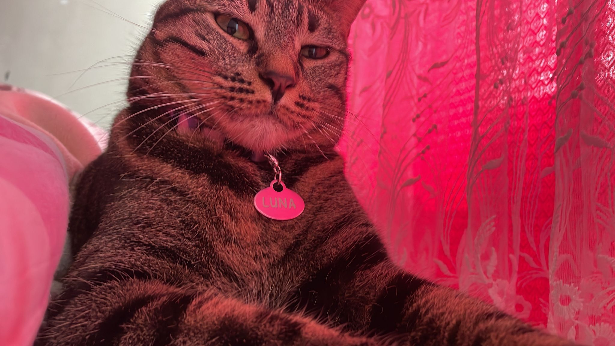 Kedi5-4