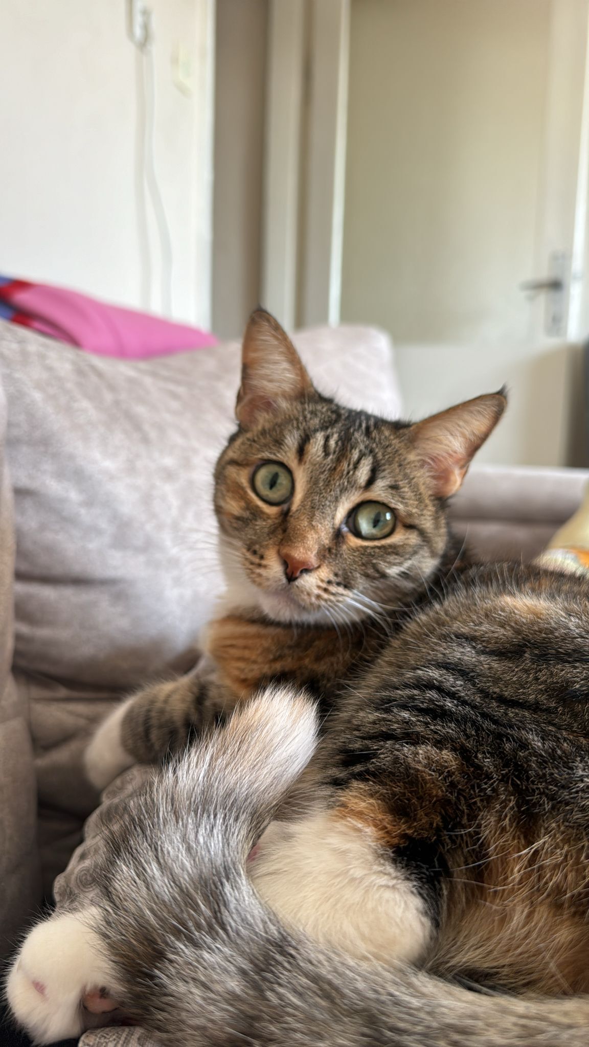 Kedi6-2
