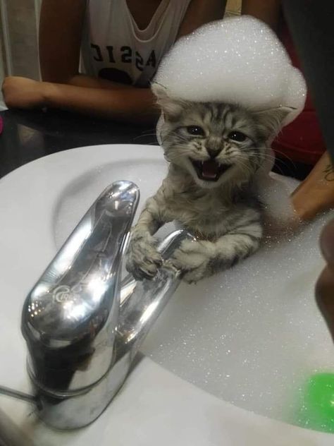 Kedi7-1