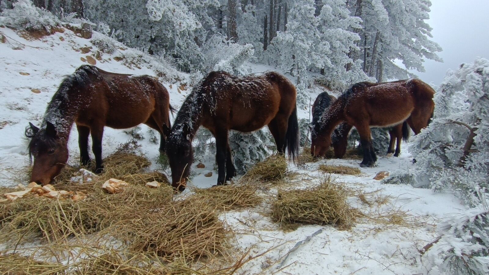 Manisa’da Yaban Hayatına Kış Yardımı 500 Kg Yem Bırakıldı (1)