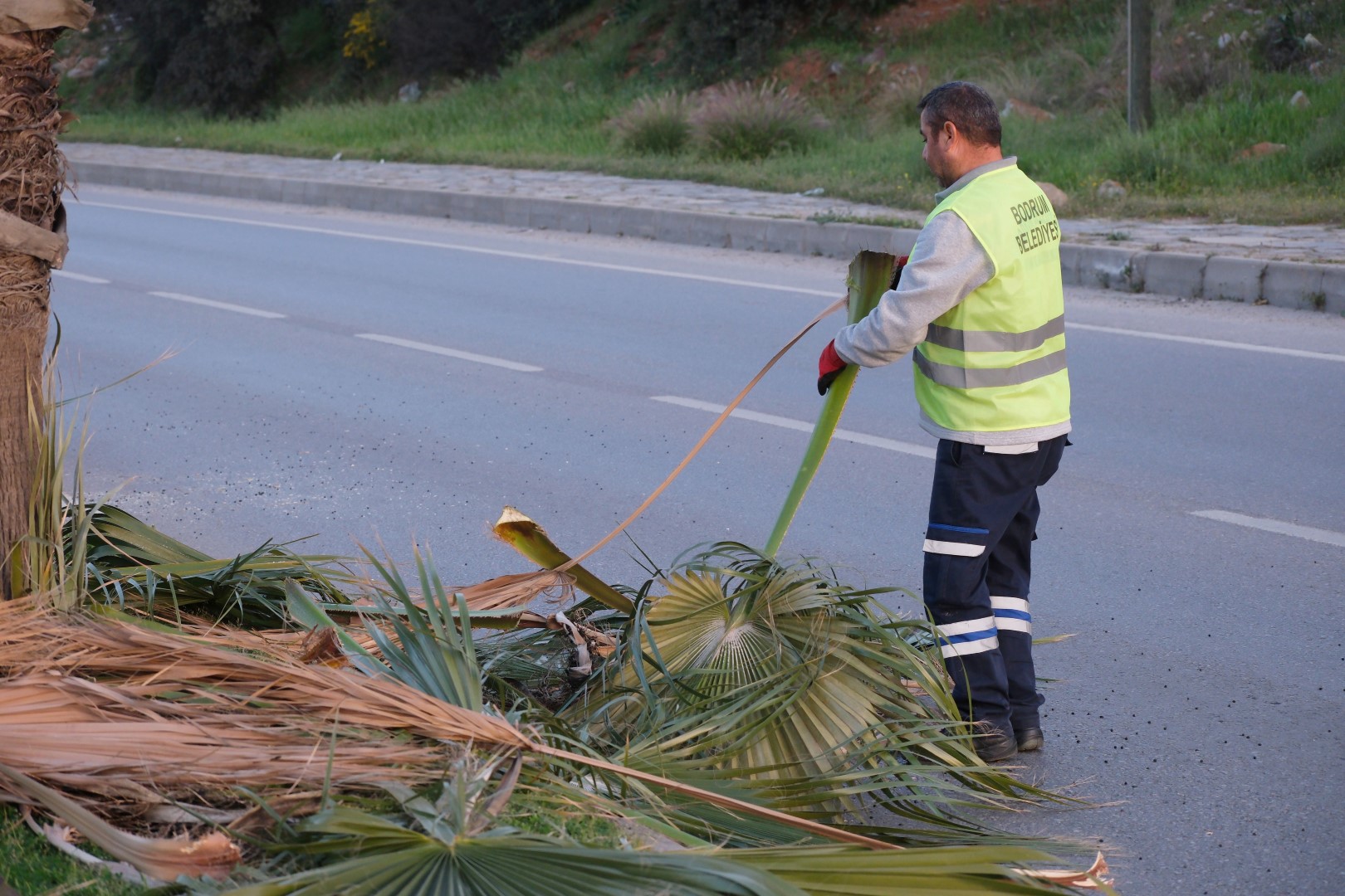 Bodrum Belediyesinden Yeşil Dokuyu Koruyan Ağaç Budama Çalışması (4)