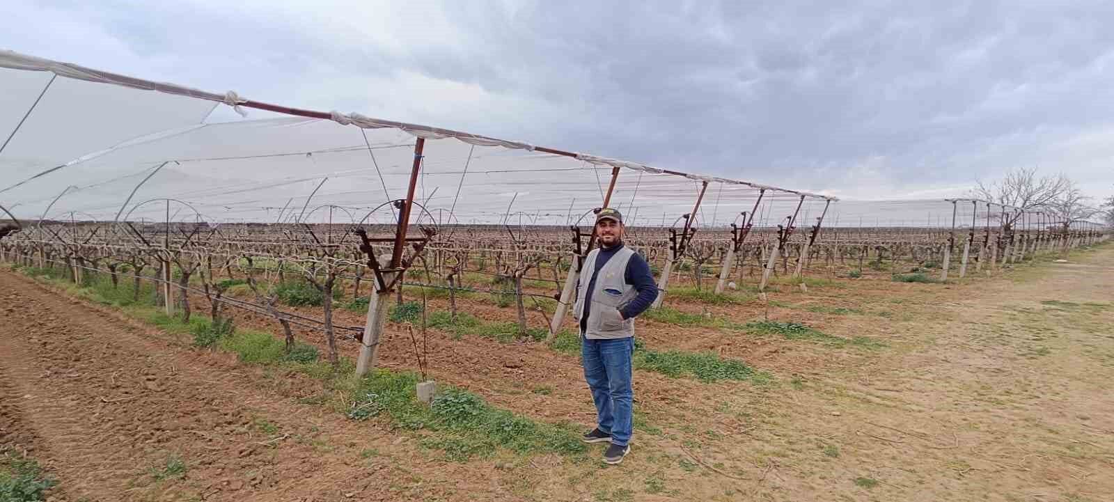Sarıgöl'de Bağcılar Dolu Ve Don Riski Için Tedbirlerini Artırıyor