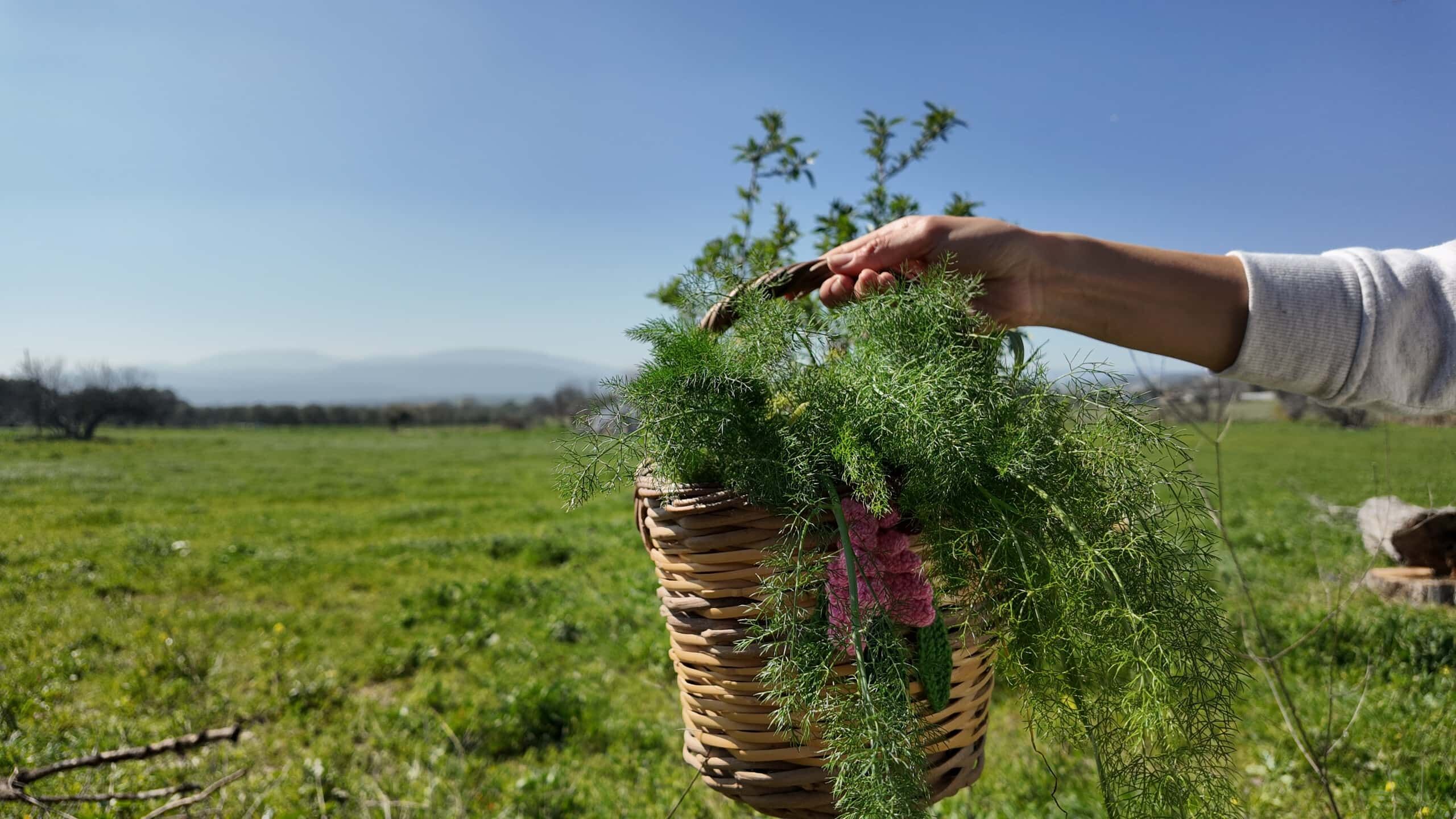 Urla Ot Bayramı Yaklaşıyor (3)
