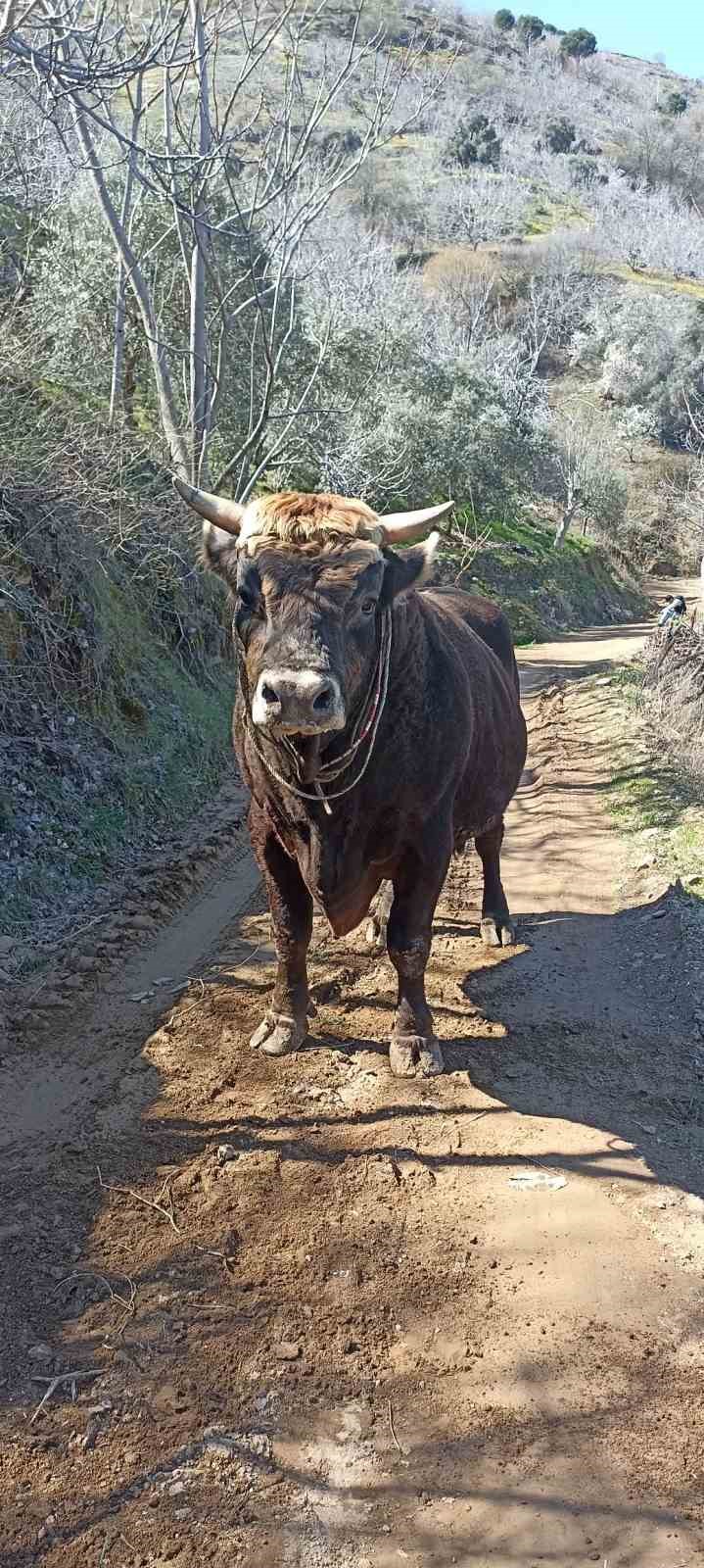 Aydın Boğa Saldırısı Ahır