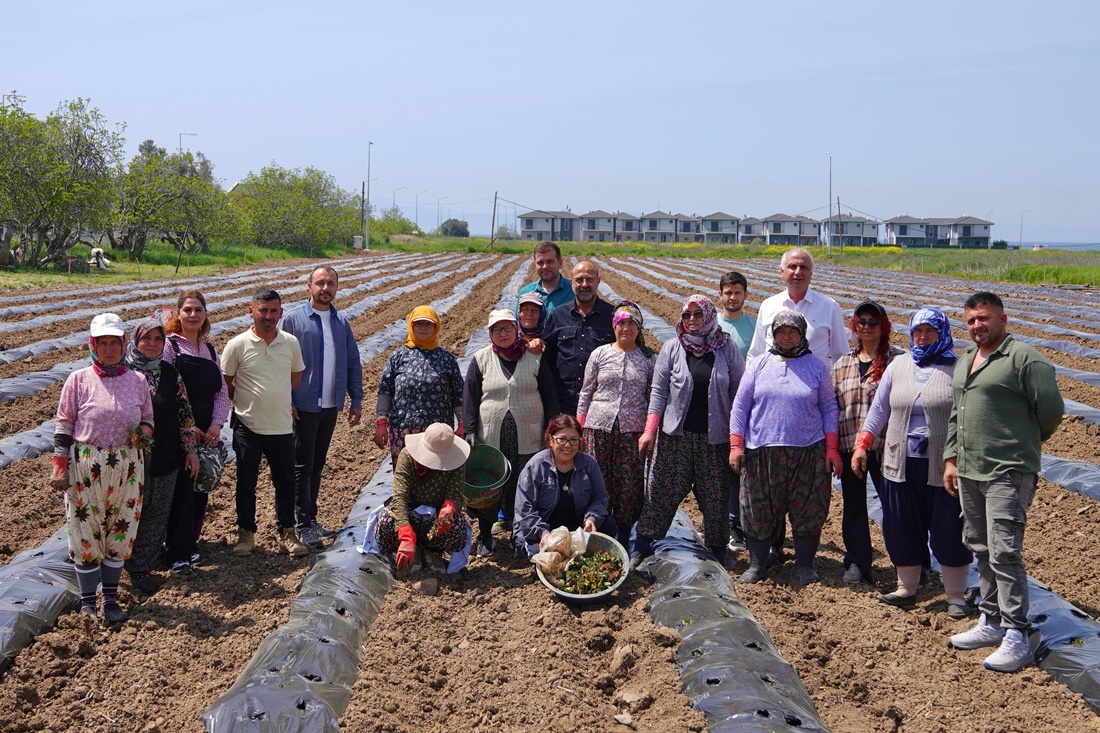 Ayvalık’ta Kadın Eliyle Çilek Tarlasından Reçele Yolculuk (1)
