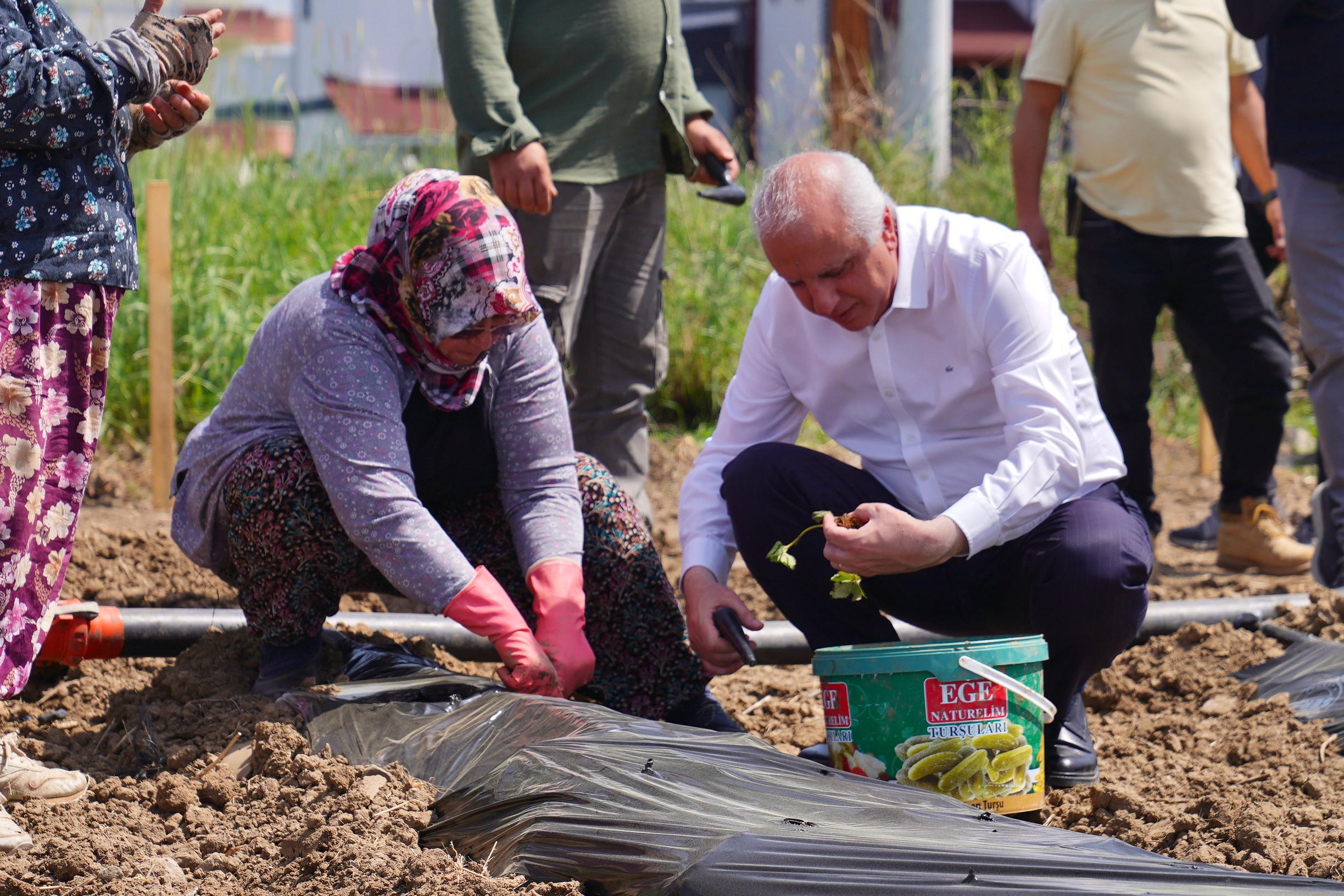 Ayvalık’ta Kadın Eliyle Çilek Tarlasından Reçele Yolculuk (4)