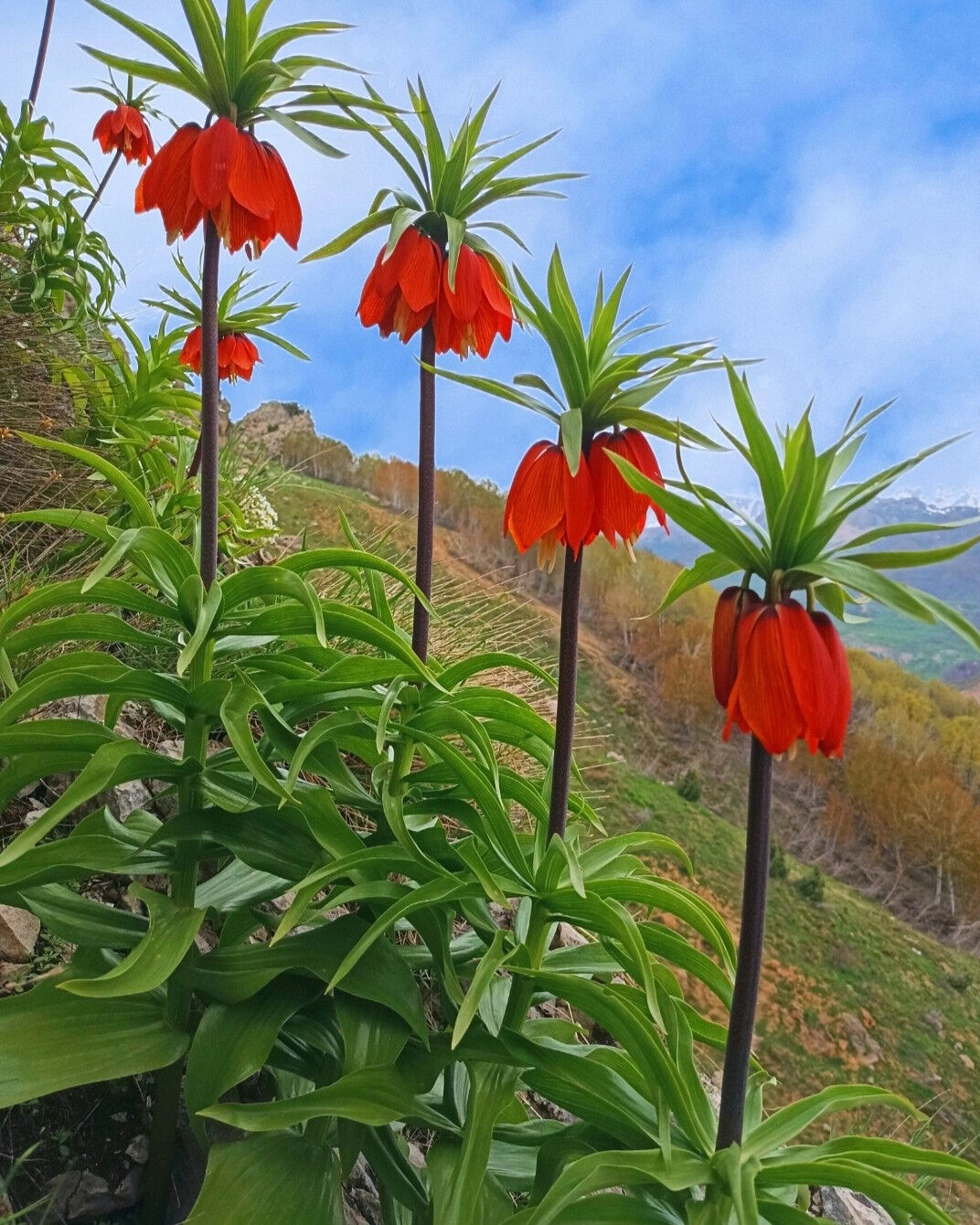 Bu Çiçeğe Dokunan Yandı2 Cezası 557 Bin Tl!