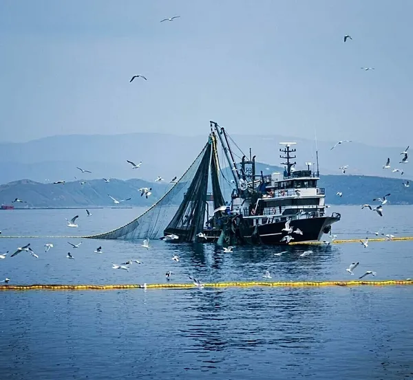 İzmir Körfezi için dikkat çeken iddia: Balıkçılıkta rekor beklentisi