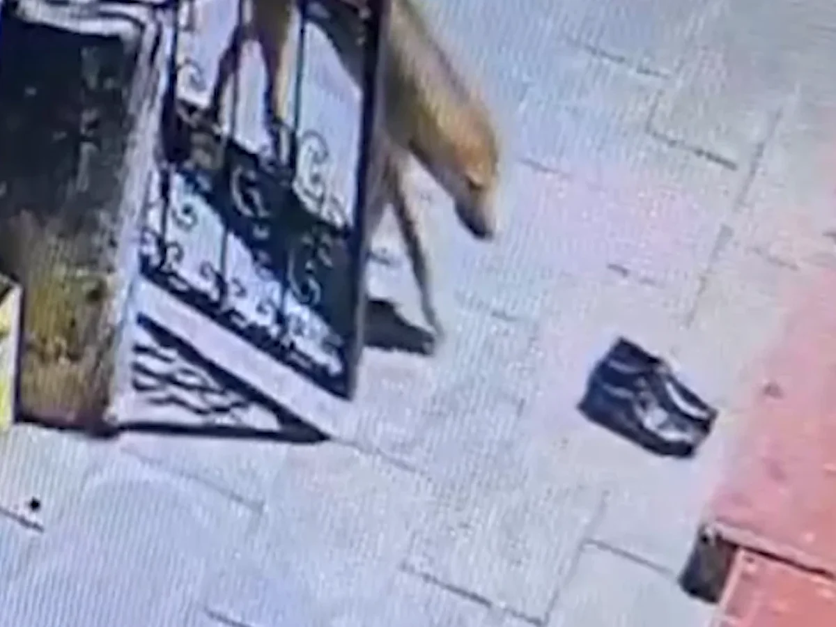 C2Ed99Fb Cankirida Sabah Namazi Sonrasi Ayakkabilari Kaybolan Muezzin Gercegi Kamerada Gordu Hirsiz Sevimli